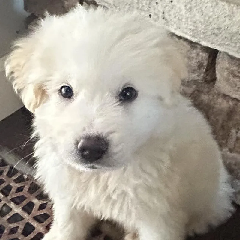A baby extra large-sized female Great Pyrenees dog named Clyde for adoption in Spring hill, TN