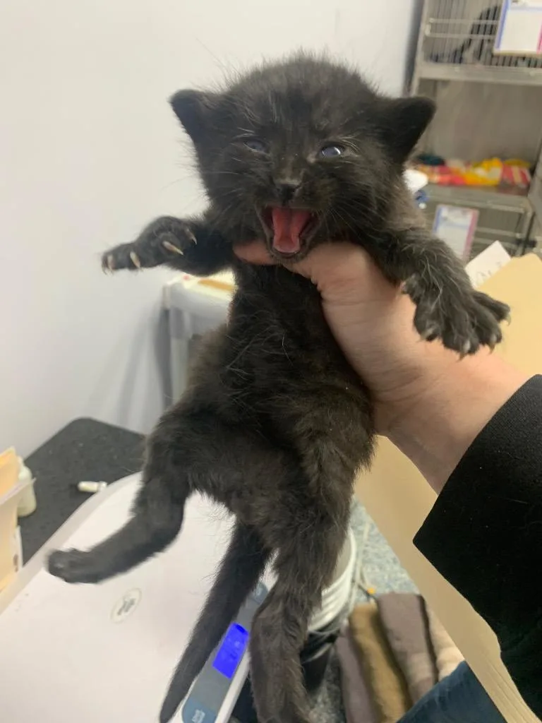 Periwinkle thumbnail 2