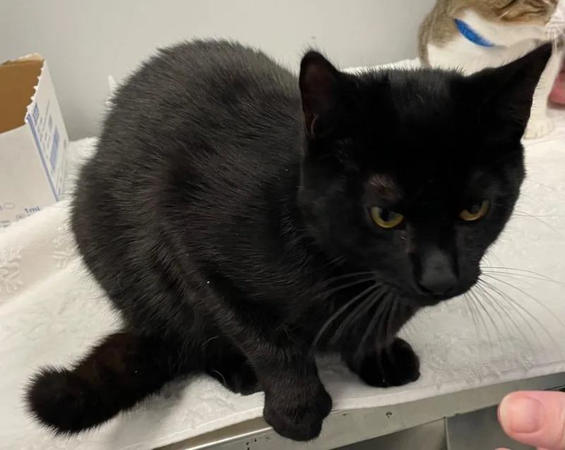 Periwinkle thumbnail 3