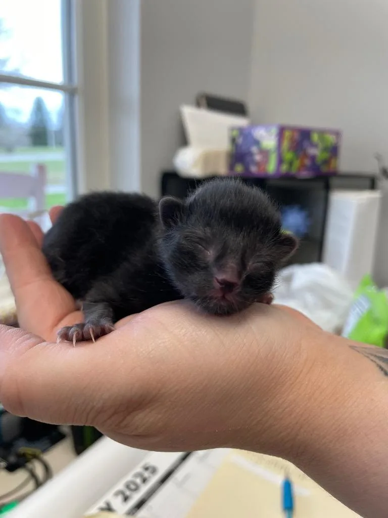 Periwinkle thumbnail 4