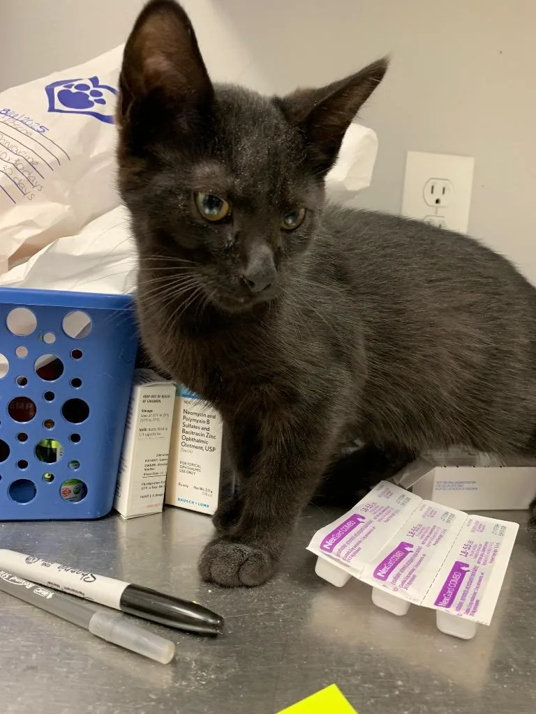 Periwinkle thumbnail 6