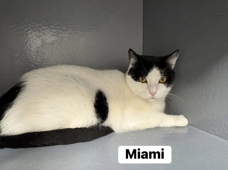 A young medium-sized male White Domestic Short Hair cat named Miami for adoption in Staten Island, NY