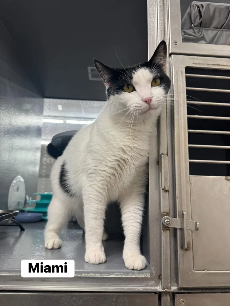 Miami thumbnail 3