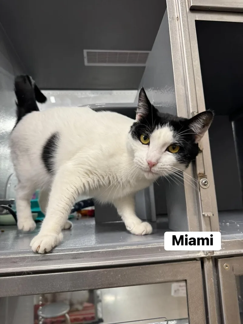 Miami thumbnail 4