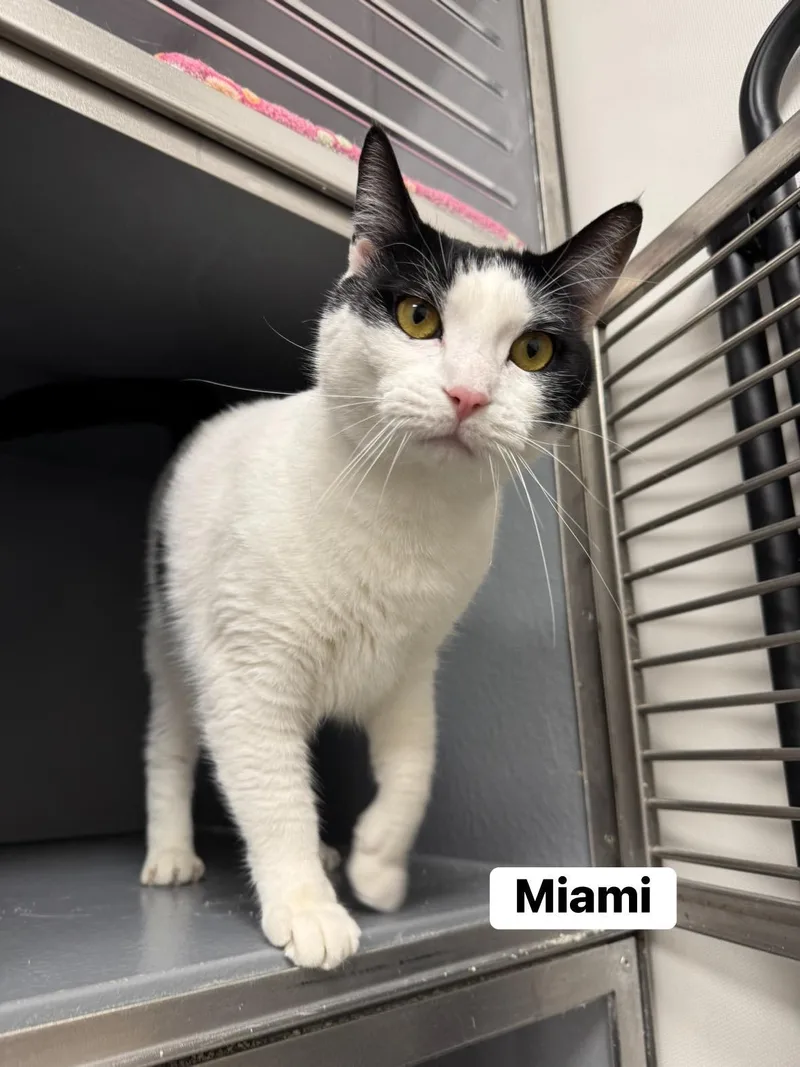 Miami thumbnail 5