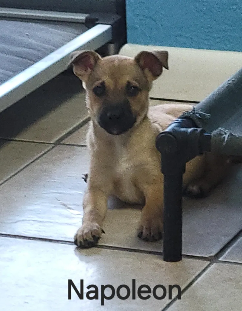 Napoleon thumbnail 2