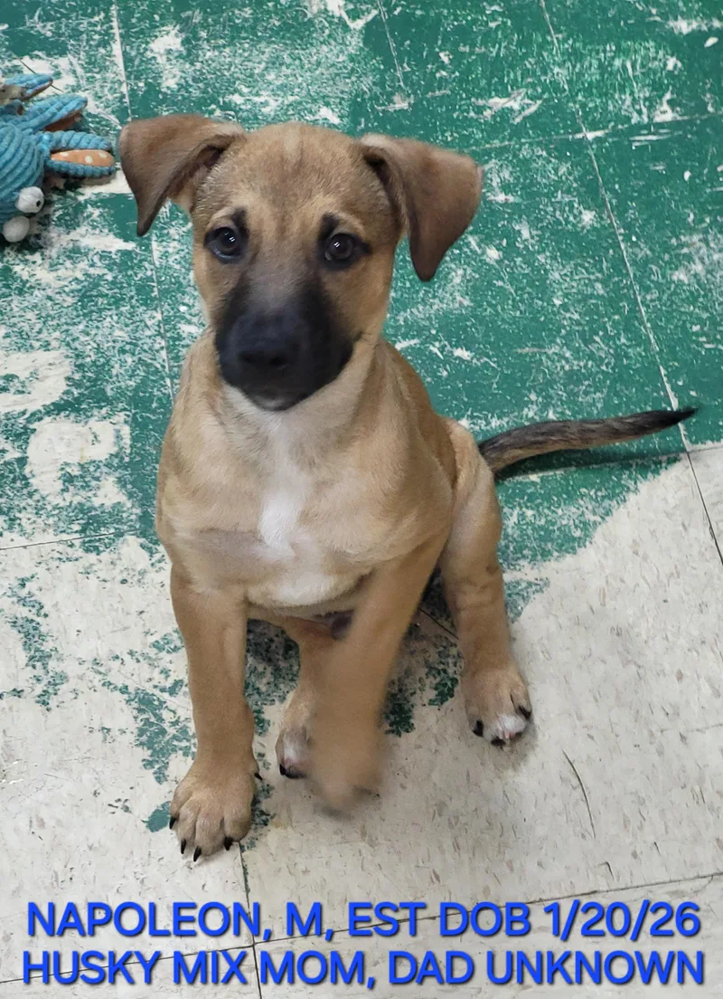 A baby medium-sized male Red / Chestnut / Orange Husky dog named Napoleon for adoption in Sarasota, FL