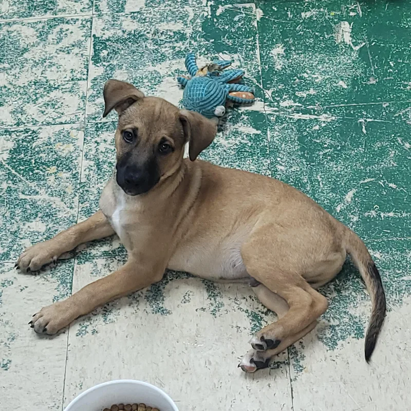 Napoleon thumbnail 3