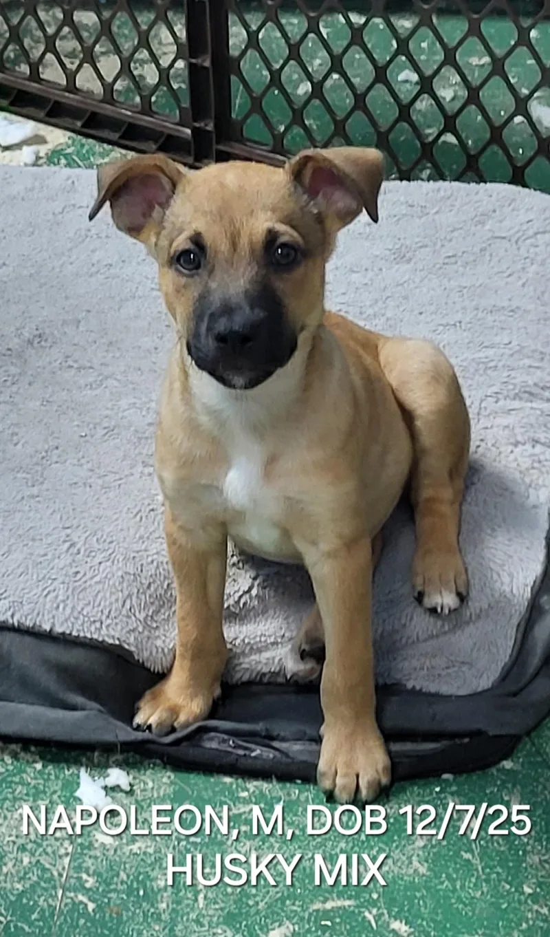 Napoleon thumbnail 4