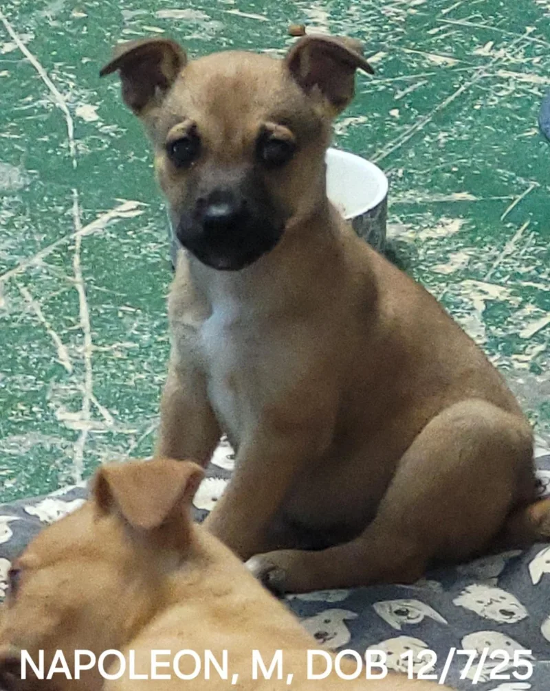 Napoleon thumbnail 5