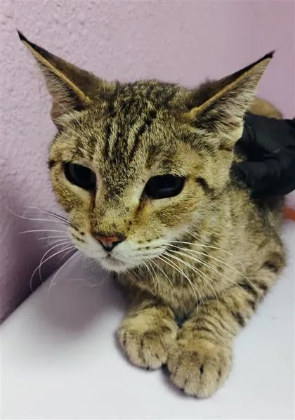 An adult small-sized female Brown / Chocolate Domestic Short Hair cat named Ninetales for adoption in El Paso, TX