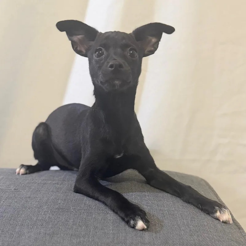 A baby small-sized male Black Terrier dog named Kit Walker for adoption in Las Vegas, NV