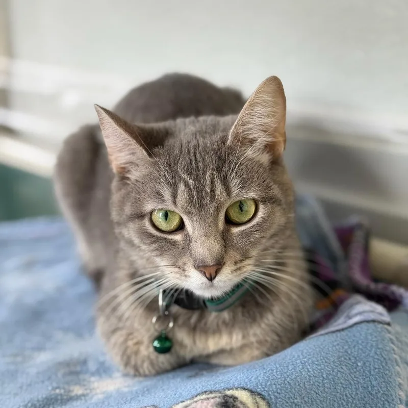 A young medium-sized female Tabby (Brown / Chocolate) Domestic Short Hair cat named Nova for adoption in Greensburg, PA