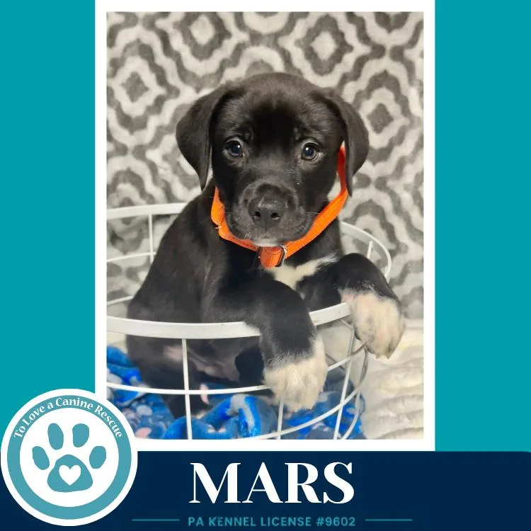 A baby medium-sized male Tricolor (Brown, Black, & White) Labrador Retriever dog named Mars for adoption in Kimberton, PA