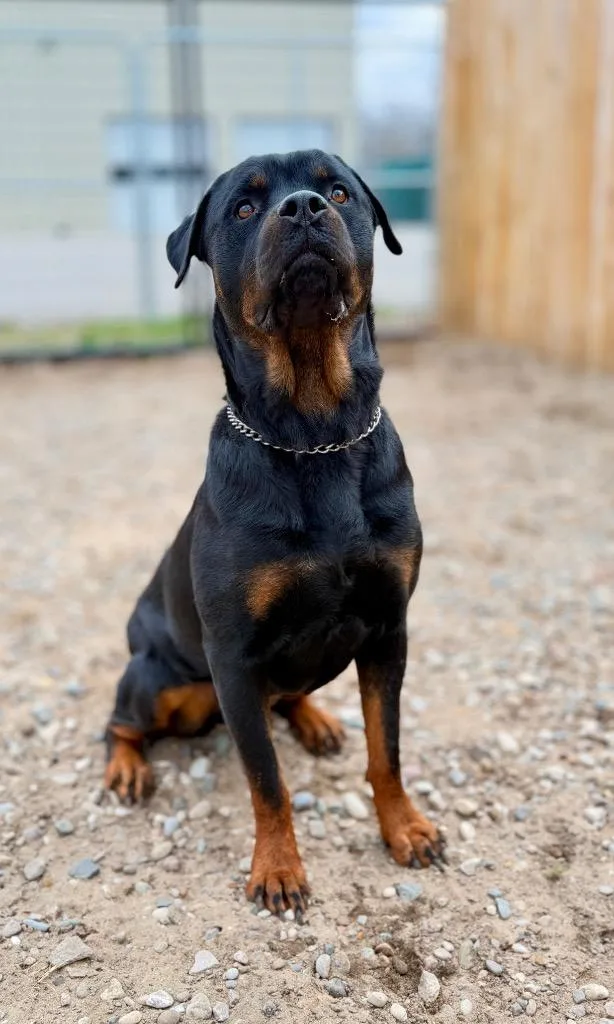 An adult large-sized female Rottweiler dog named Ira for adoption in Muskegon, MI