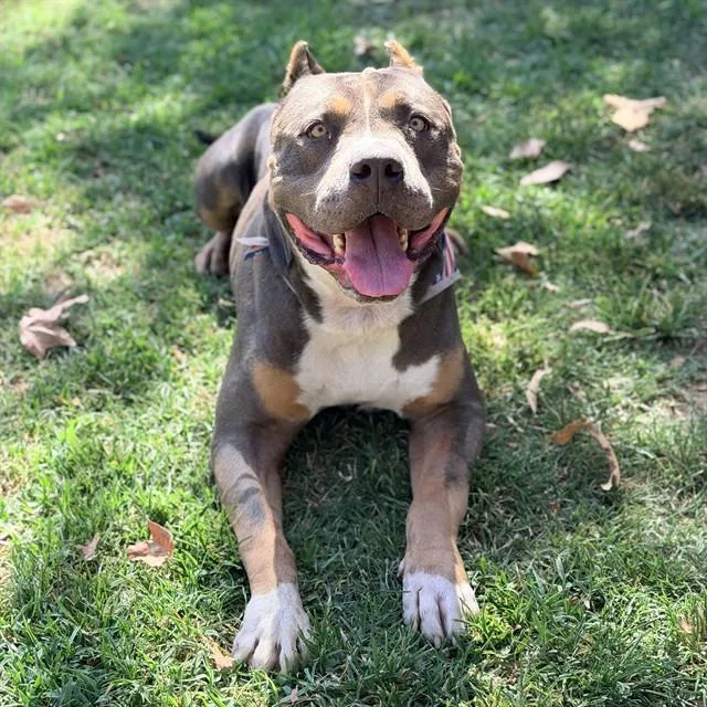 An adult large-sized male American Bulldog dog named Mason for adoption in Riverside, CA