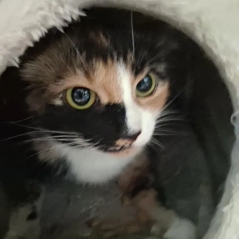 An adult medium-sized female Tortoiseshell Domestic Short Hair cat named Darla for adoption in Northfield, MN