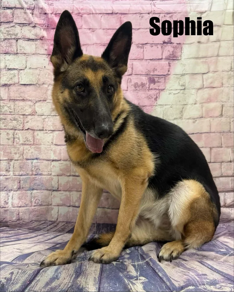 An adult medium-sized female Black German Shepherd Dog dog named Sophia for adoption in Quincy, MI