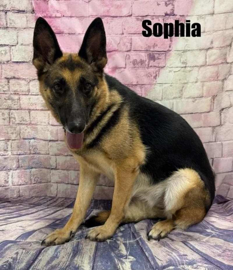 Sophia thumbnail 2