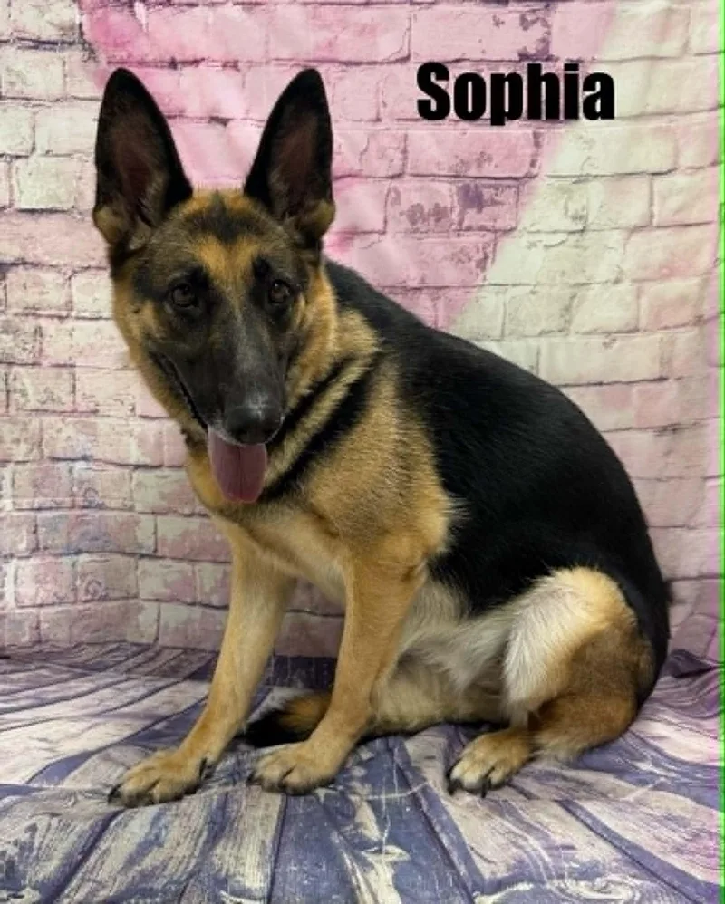 Sophia thumbnail 3