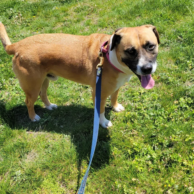 An adult large-sized male American Bulldog dog named Dexter for adoption in Southold, NY