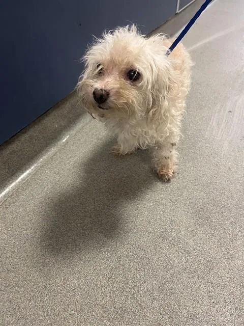 An adult small-sized female Poodle dog named Bella for adoption in Miami, FL