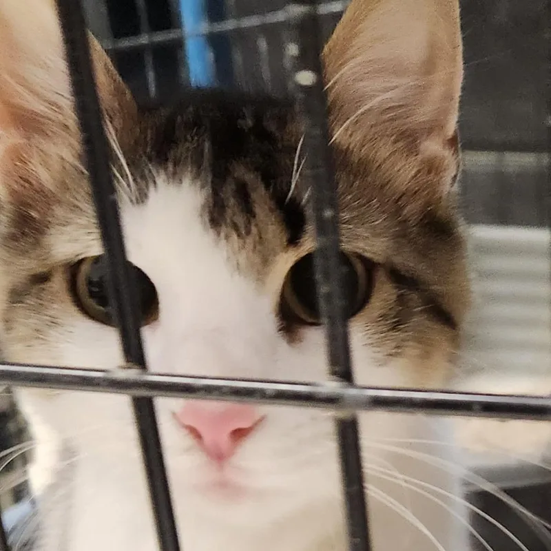 A young small-sized female Brown / Chocolate Domestic Medium Hair cat named Sasha C for adoption in Corsicana, TX