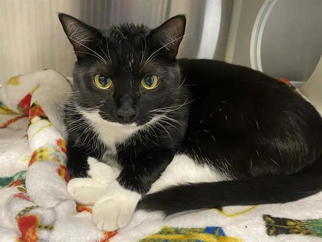 An adult small-sized male Domestic Short Hair cat named Olson for adoption in Tustin, CA