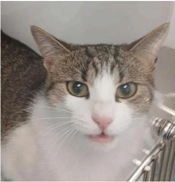 A young medium-sized female Domestic Short Hair cat named Bella for adoption in Greenfield, IN