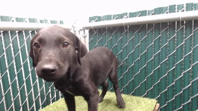 A baby medium-sized female Pit Bull Terrier dog named Belinda for adoption in Downey, CA