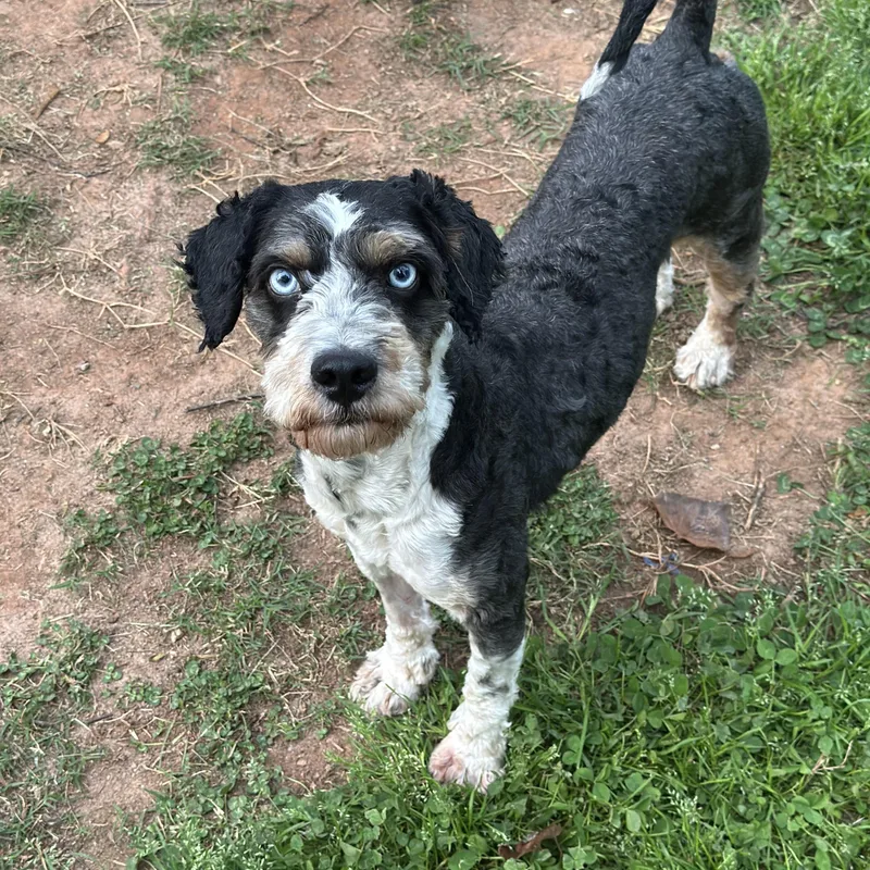 A young small-sized male Aussiedoodle dog named Bartholomew for adoption in Atlanta, GA