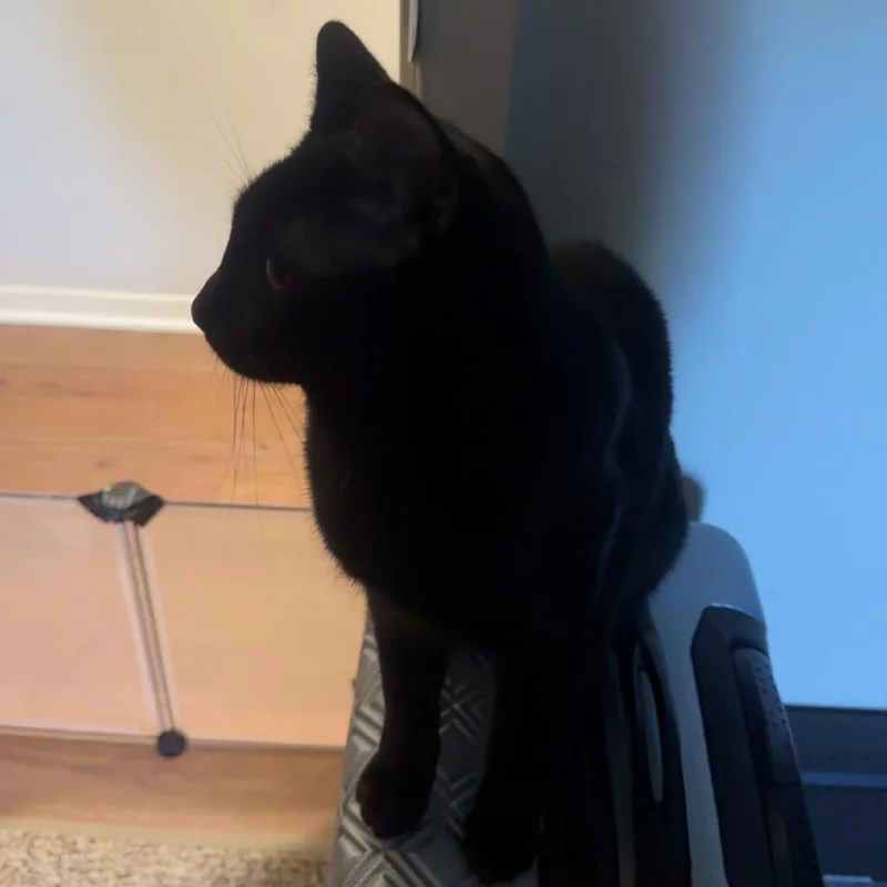 A young large-sized male Black American Shorthair cat named Luci Home To for adoption in South Elgin, IL