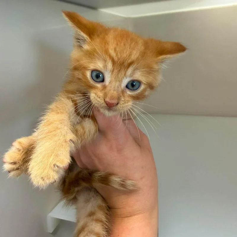 A baby small-sized male Buff / Tan / Fawn Domestic Short Hair cat named Drako for adoption in Rocky Mount, VA