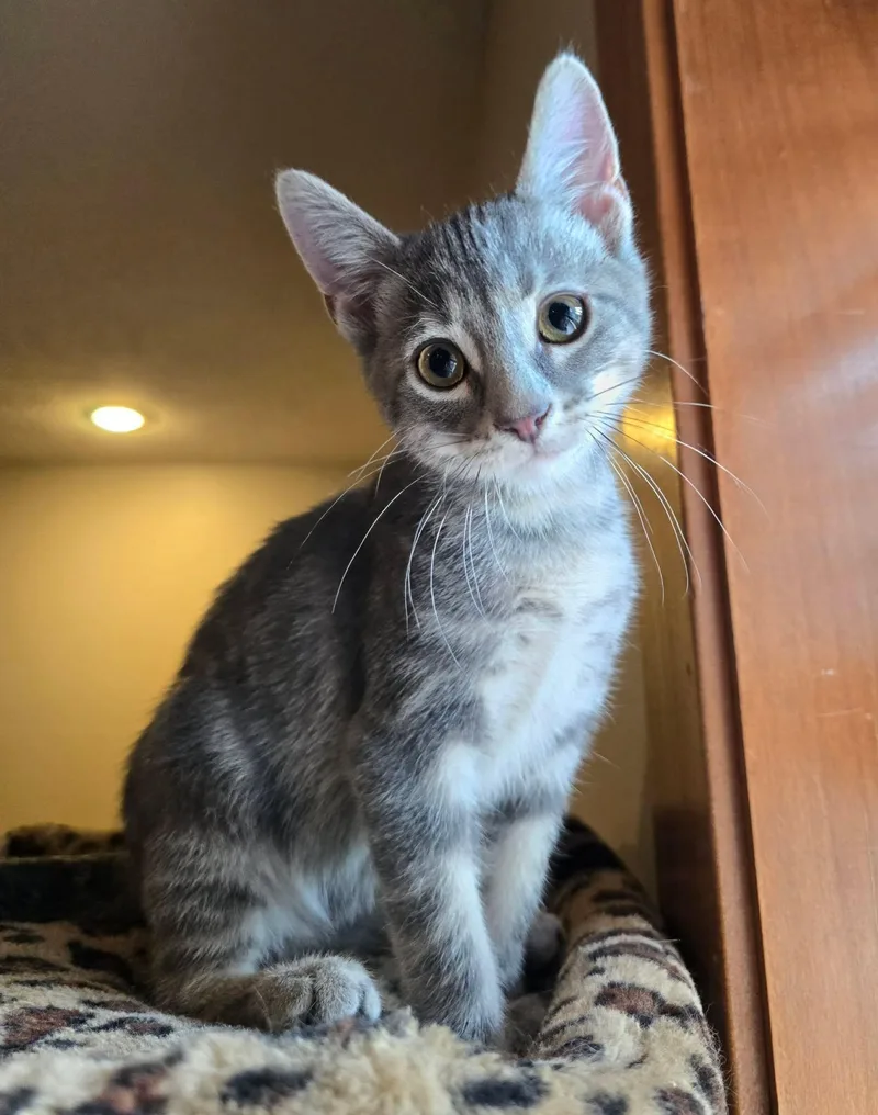 A baby medium-sized male Tabby (Gray / Blue / Silver) Domestic Short Hair cat named Boone for adoption in Sioux Falls, SD