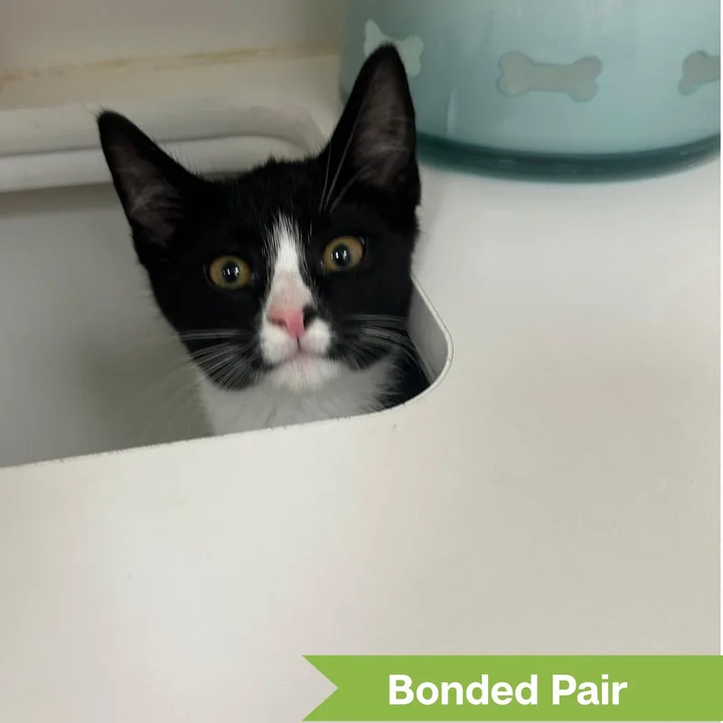 A young medium-sized male Domestic Short Hair cat named Roo for adoption in Reisterstown, MD