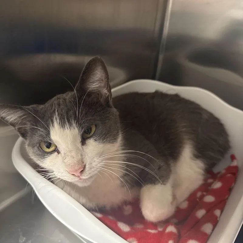 An adult medium-sized female American Shorthair cat named Dove for adoption in Danbury, CT
