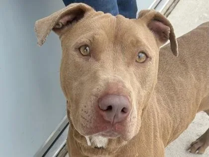An adult medium-sized female Apricot / Beige Mixed Breed dog named Anise for adoption in Georgetown, TX