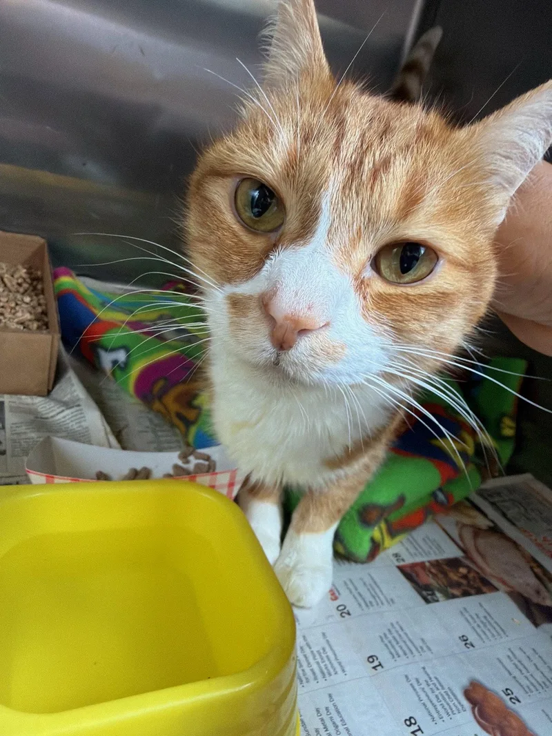 An adult medium-sized male Orange & White Domestic Short Hair cat named Ollie for adoption in Herndon, VA
