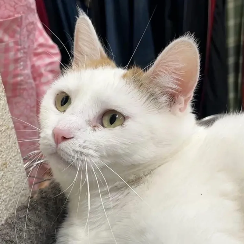 A young medium-sized female Calico cat named Lily for adoption in Shingletown, CA