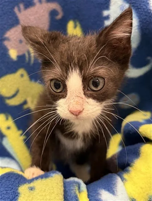 A baby small-sized male Domestic Short Hair cat named Frank for adoption in Rosenberg, TX