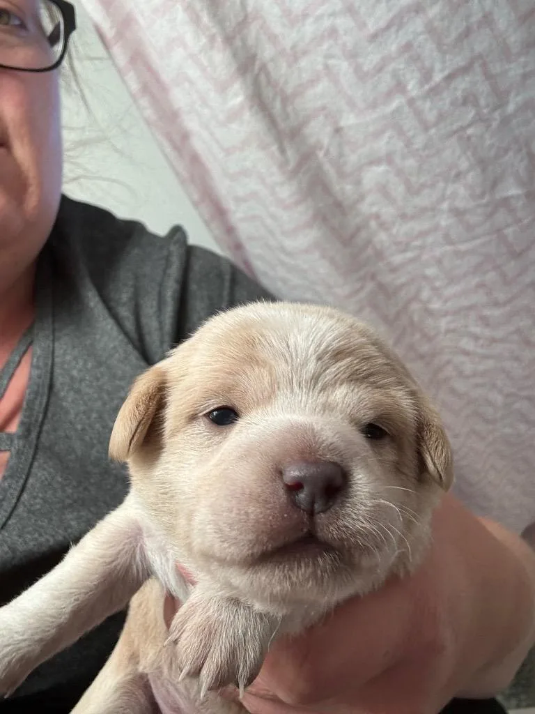 A baby small-sized female Terrier dog named Pompom for adoption in Reno, NV