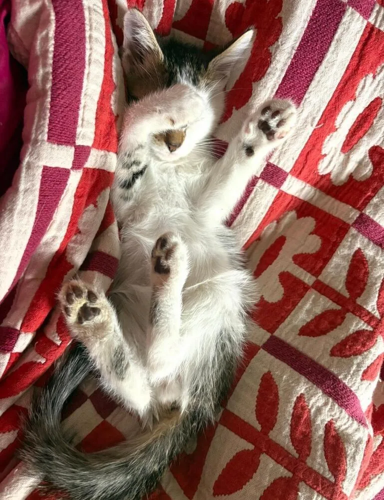 A baby medium-sized male Black & White / Tuxedo Domestic Short Hair cat named Towhee for adoption in Oceanside, CA