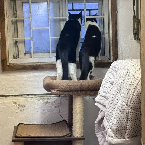 An adult medium-sized male Black & White / Tuxedo Domestic Short Hair cat named Tucker for adoption in brooklyn, NY