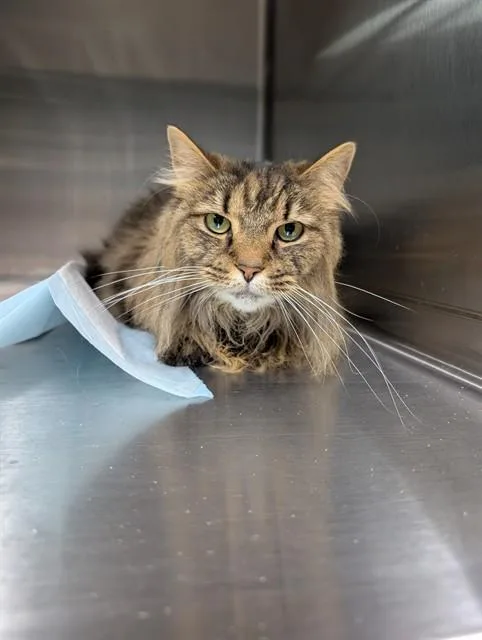 An adult small-sized female Domestic Short Hair cat named Lagertha for adoption in Westminster, MD