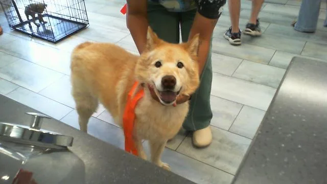 An adult large-sized male Siberian Husky dog named Don for adoption in Charlotte, NC