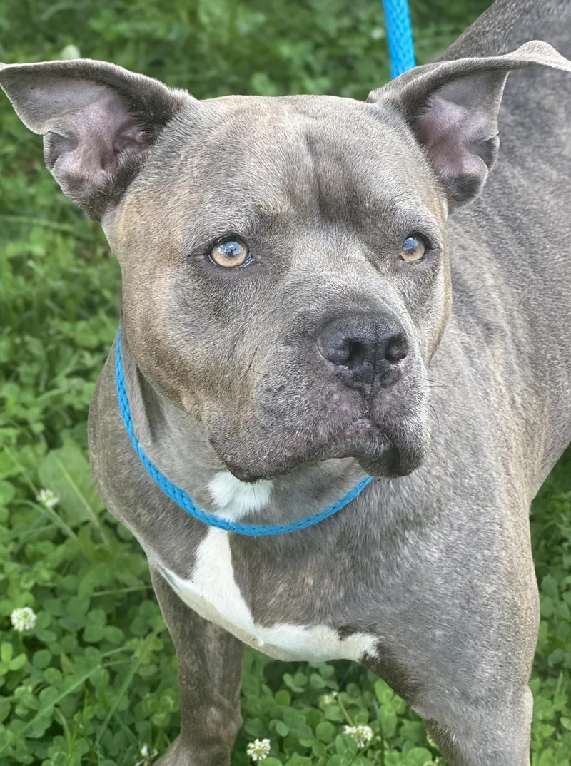 An adult medium-sized female Gray / Blue / Silver Pit Bull Terrier dog named Cali for adoption in Anderson, IN