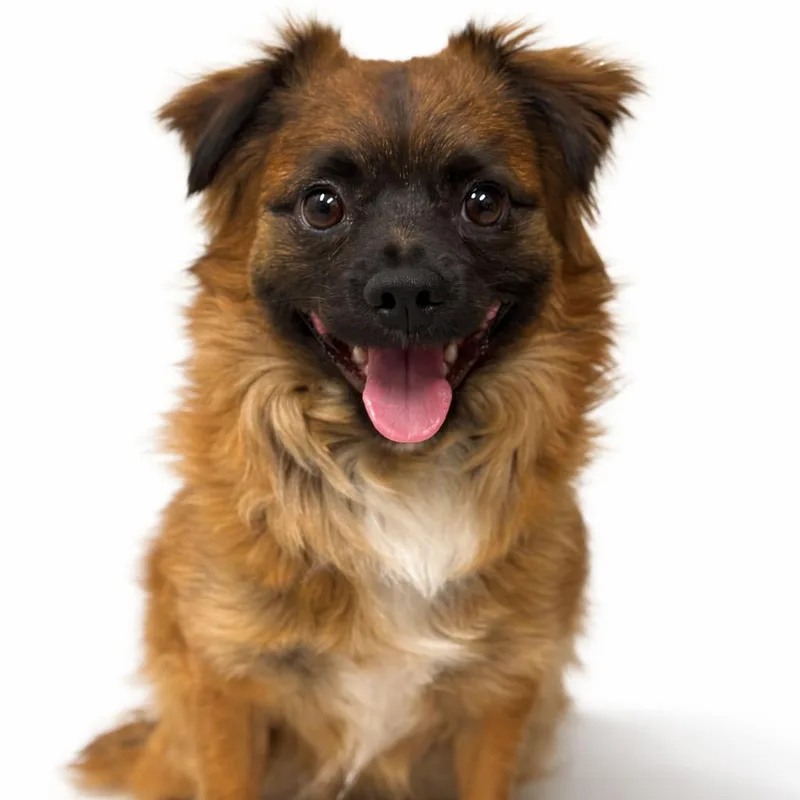 An adult small-sized male Brown / Chocolate Chihuahua dog named Behr for adoption in Rockville, MD