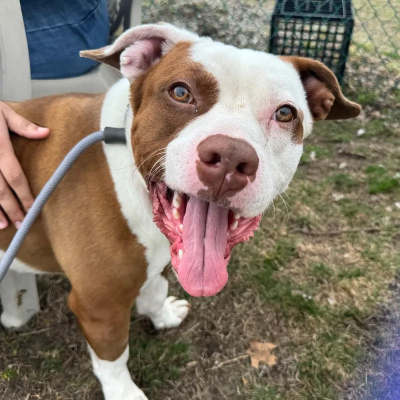 Leon Kennedy thumbnail 2