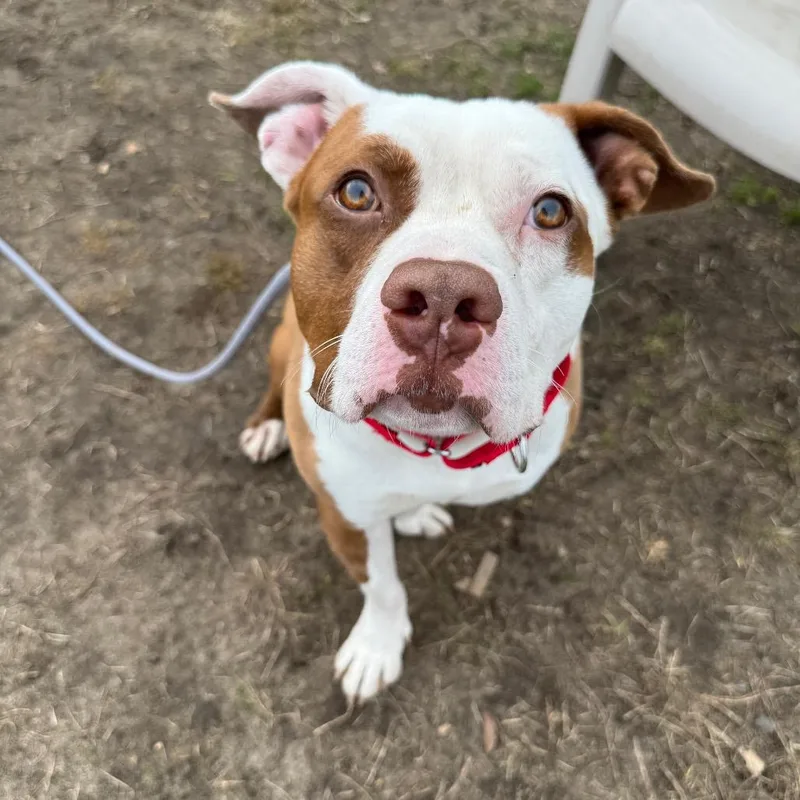 Leon Kennedy thumbnail 4