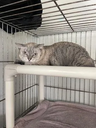 A senior medium-sized male Tabby (Buff / Tan / Fawn) Domestic Short Hair cat named Connors for adoption in Key West, FL